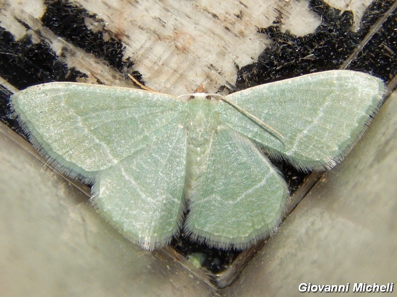 Geometridae verde da ID -  Phaiogramma etruscaria